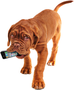 Photo of a dog with an iPhone in its mouth.